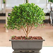 Buy Bonsai Plants online from Nurserylive at lowest price.