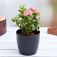 Buy Monsoon Plants online from Nurserylive at lowest price.