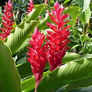 Buy Heliconia Plants online from Nurserylive at lowest price.