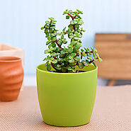 Buy Jade Plants online from Nurserylive at lowest price.