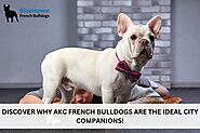 Discover Why AKC French Bulldogs Are the Ideal City Companions!