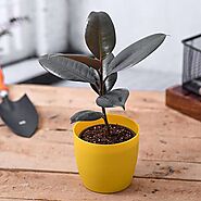 Buy Ficus Plants online from Nurserylive at lowest price.