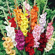 Buy Flower Bulbs to Sow in All Seasons online from Nurserylive at lowest price.