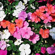 Buy Impatiens online from Nurserylive at lowest price.