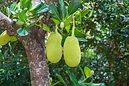 Jackfruit Tree: Majestic Canopy of Tropical Abundance – Grow Billion Trees