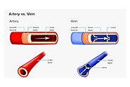 Understanding the Difference Between Arteries and Veins