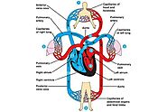 Understanding the Difference Between Arteries and Veins