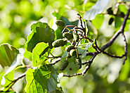 Alder Tree: The Tree of Waterways and Riverside – Grow Billion Trees