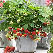 Buy Fruit Plants can be grown in Pot online from Nurserylive at lowest price.