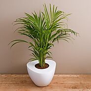 Buy Areca Palm Plants online from Nurserylive at lowest price.