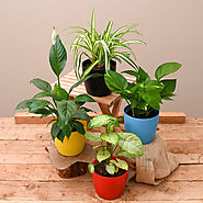 Buy Areca Palm Plants online from Nurserylive at lowest price.