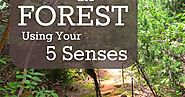 20 Ways to Explore the Forest Using Your 5 Senses
