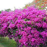 Bougainvillea Plant: Vibrant Blooms, Hardy Growth, and Decorative Geni – Grow Billion Trees