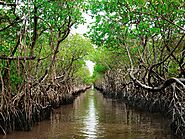 Mangroves : Guardians of the Coast – Grow Billion Trees