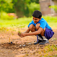 Trees for Teachers – Grow Billion Trees