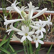 Buy Rajnigandha, Tuberose - Plant online from Nurserylive at lowest price.