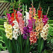 Buy Gladiolus Flower Bulbs online from Nurserylive at lowest price.