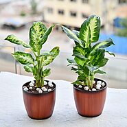 Buy Dieffenbachia Plants online from Nurserylive at lowest price.