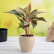 Buy Aglaonema Plants online from Nurserylive at lowest price.