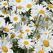 Buy White Flowers Plants online from Nurserylive at lowest price.