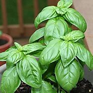 Buy Basil Seeds online from Nurserylive at lowest price.