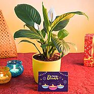 Buy Diwali Plant Gifts online from Nurserylive at lowest price.