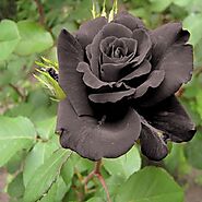 Buy Black Rose online from Nurserylive at lowest price.