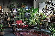 How many plants do I need in my house? | Nurserylive