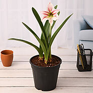 Buy Lily Plants online from Nurserylive at lowest price.