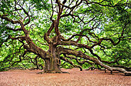 Oak Tree: Majestic Pillar of Temperate Forests – Grow Billion Trees