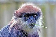 Purple Faced Leaf Monkey