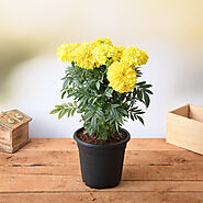 Buy Marigold Plants online from Nurserylive at lowest price.