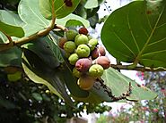 Peepal Tree: Its Ecological & Spiritual Significance – Grow Billion Trees