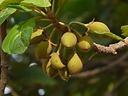 Mahua Tree: Exploring the Mystique of the Indigenous Madhuca – Grow Billion Trees