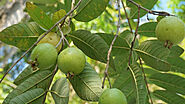 Guava Tree: Conservation Efforts and Future Outlook – Grow Billion Trees