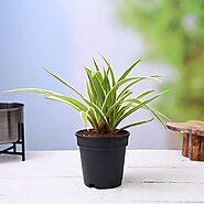 Buy Spider Plants online from Nurserylive at lowest price.