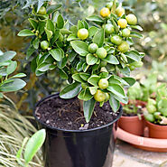 Buy Ornamental Plants With Names online from Nurserylive at lowest price.