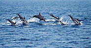 Whale and dolphin watching