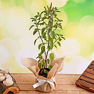 Buy Tulsi Plants online from Nurserylive at lowest price.