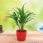 Buy Palm Trees online from Nurserylive at lowest price.