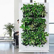 Buy Plants For Vertical Gardens online from Nurserylive at lowest price.