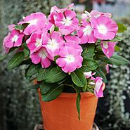 Buy Imported Hybrid Flower Seeds online from Nurserylive at lowest price.