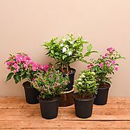 Buy Garden plants online from Nurserylive at lowest price.