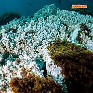 Exploring Coral Bleaching: Causes, Effects, and Conservation Efforts