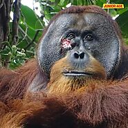 Wounded Orangutan: Using Plants as Medicine in the Wild