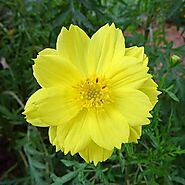 Buy Yellow Flower Plants online from Nurserylive at lowest price.