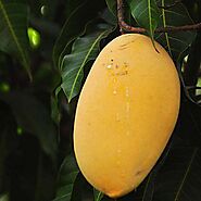 Buy Mango Tree (Alphonso, Grafted) - Plant online from Nurserylive at lowest price.