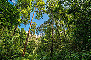 Hollong Tree: The Tallest Tree in Assam and Arunachal Pradesh – Grow Billion Trees