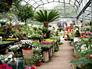 Online Plant Nursery Near Me | Lahore, Islamabad, Karachi