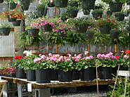 Online Plant Nursery Near Me | Lahore, Islamabad, Karachi